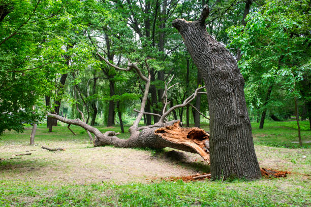 Lawn Watering Services in Floydada, TX