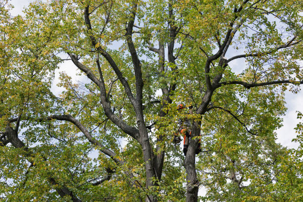Best Storm Damage Tree Cleanup  in Floydada, TX